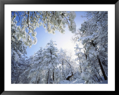 Freshly Snow-Covered Trees In Sunlight, Laguna Mountains, Cleveland National Forest, California by Christopher Talbot Frank Pricing Limited Edition Print image
