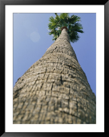 Frogs-Eye View Of A Palm Tree That Reaches To The Sky by Stacy Gold Pricing Limited Edition Print image