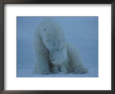 A Polar Bear (Ursus Maritimus) Hides Its Face With Its Paws by Norbert Rosing Pricing Limited Edition Print image