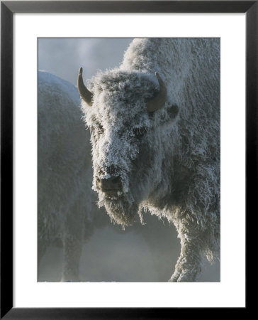 Frost Covers The Coat Of An American Bison On A Chilly Morning by Tom Murphy Pricing Limited Edition Print image