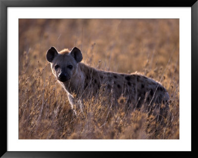 Spotted Hyena, Crocuta Crocuta, Tanzania by Robert Franz Pricing Limited Edition Print image
