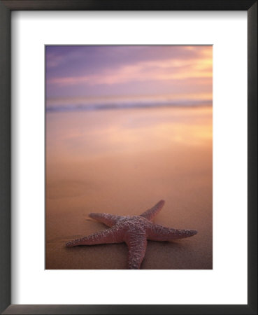 Starfish, Pigeon Pt, Tobago by Peter Adams Pricing Limited Edition Print image