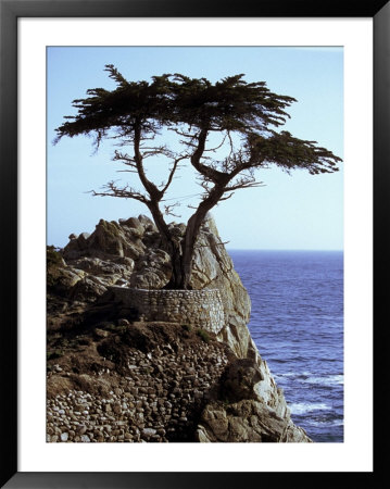 Cypress Tree Next To Ocean by Fogstock Llc Pricing Limited Edition Print image