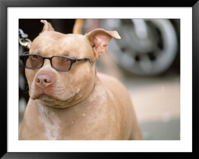 Pit Bull Terrier Wearing Sunglasses by Allen Russell Pricing Limited Edition Print image