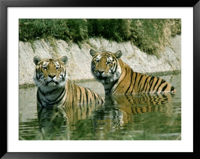 Two Tigers In The Water by Mick Roessler Pricing Limited Edition Print image