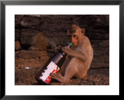 Monkey With Beer Bottle, Lopburi, Thailand by Frank Staub Pricing Limited Edition Print image