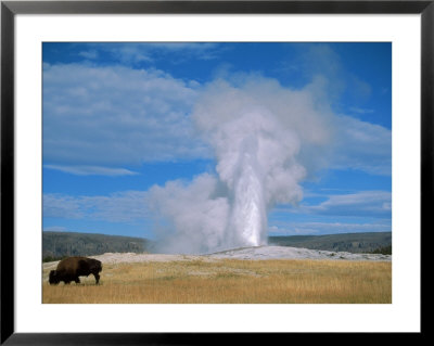 Bison And Old Faithful, Yellowstone National Park, Wy by Brian Maslyar Pricing Limited Edition Print image