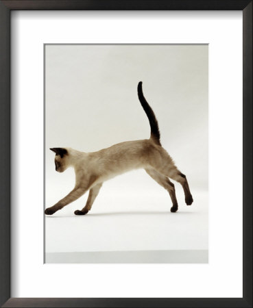 Domestic Cat, Seal-Point Siamese Juvenile Running Profile by Jane Burton Pricing Limited Edition Print image