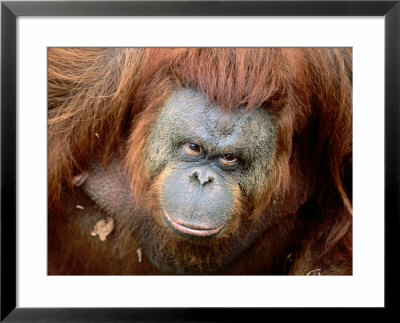 Orang-Utan In Zoo, Taman Safari Indonesia, Surabaya, Indonesia by Jane Sweeney Pricing Limited Edition Print image