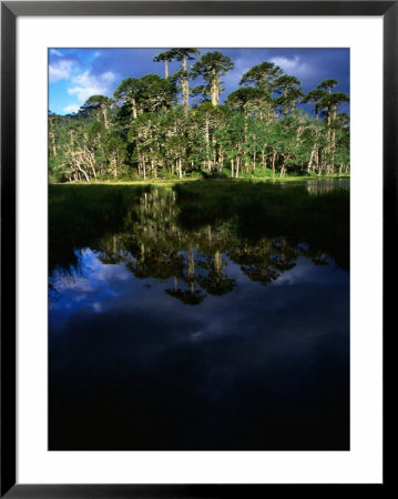 Native Araucaria Or Monkey-Puzzle Trees Reflected In Lake, Cani Sanctuary, Chile by Woods Wheatcroft Pricing Limited Edition Print image