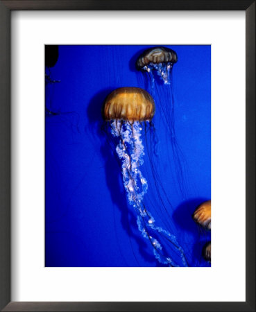 Jellyfish In Outer Bay Exhibit, Monterey Bay Aquarium, Monterey Bay, Usa by Lee Foster Pricing Limited Edition Print image