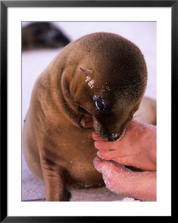 A Sea Lion Pup Nibbling On Toes, Galapagos, Ecuador by Ralph Lee Hopkins Pricing Limited Edition Print image