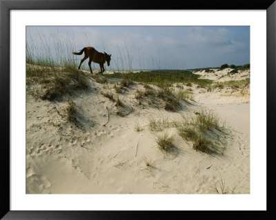A Windblown Wild Horse Traverses A Sparsely Vegetated Dune On The Island by Melissa Farlow Pricing Limited Edition Print image