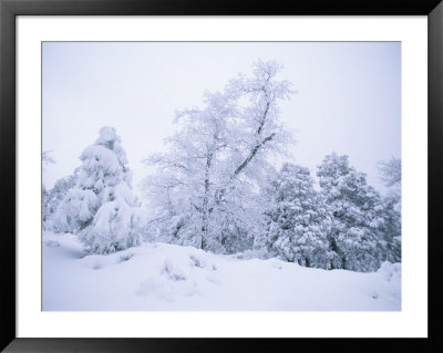 A Winter Landscape Of Snow-Covered Trees On Spruce Mountain by Rich Reid Pricing Limited Edition Print image