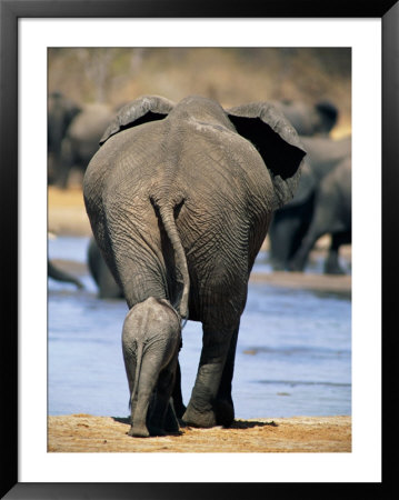 Female African Elephant And Her Calf In Chobe National Park by Beverly Joubert Pricing Limited Edition Print image