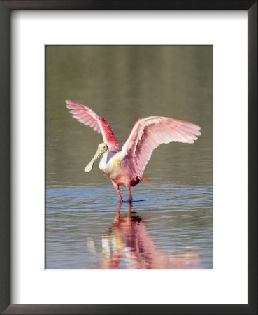 Roseate Spoonbill, Ding Darling Nwr, Fl by Stan Osolinski Pricing Limited Edition Print image