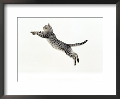 Domestic Cat, 5-Month Silver Spotted Shorthair Male, Jumping At Full Stretch, Back Hollow by Jane Burton Pricing Limited Edition Print image
