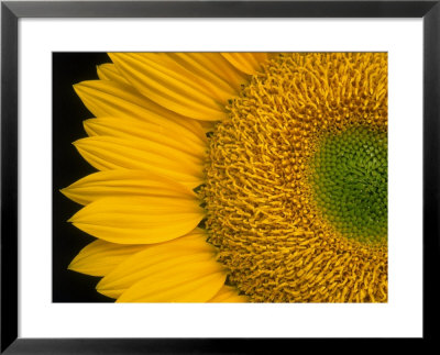 Sunflower by Wallace Garrison Pricing Limited Edition Print image