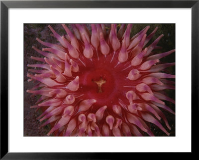 A Close View Of A Northern Red Sea Anemone by Brian J. Skerry Pricing Limited Edition Print image