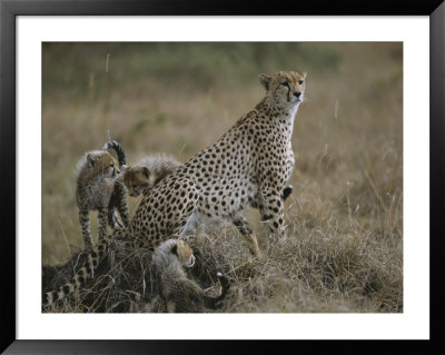 A Mother Cheetah Keeps Watch As Her Cubs Frolic Around Her by Roy Toft Pricing Limited Edition Print image