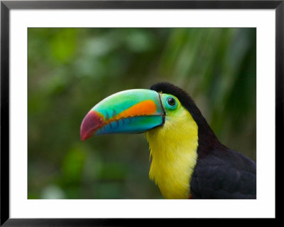 Keel-Billed Toucan On Tree Branch, Panama by Keren Su Pricing Limited Edition Print image