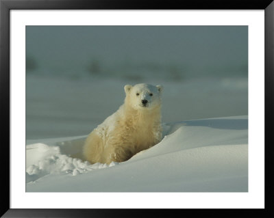 A Polar Bear (Ursus Maritimus) by Norbert Rosing Pricing Limited Edition Print image