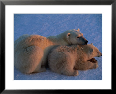 A Polar Bear Rests With Her Young Cub by Paul Nicklen Pricing Limited Edition Print image