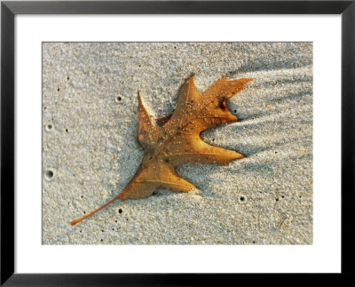 An Oak Leaf Lying In Wet Sand by Bill Curtsinger Pricing Limited Edition Print image