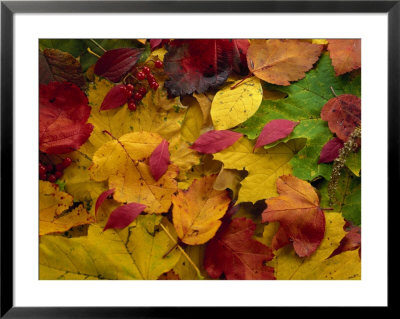 Pile Of Autumn Leaves by David Jentz Pricing Limited Edition Print image