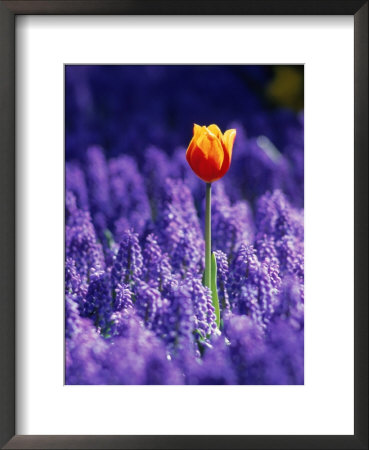 Tulip, Holland by Peter Adams Pricing Limited Edition Print image