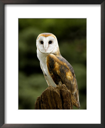 Barn Owl On Stump by Russell Burden Pricing Limited Edition Print image
