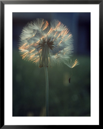 Dandelion Backlit By The Sun by Kevin Leigh Pricing Limited Edition Print image