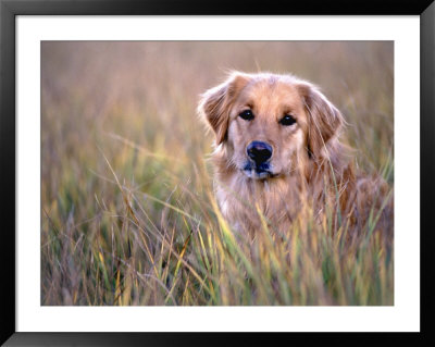 Golden Retriever In Field, Summit County, Co by Bob Winsett Pricing Limited Edition Print image