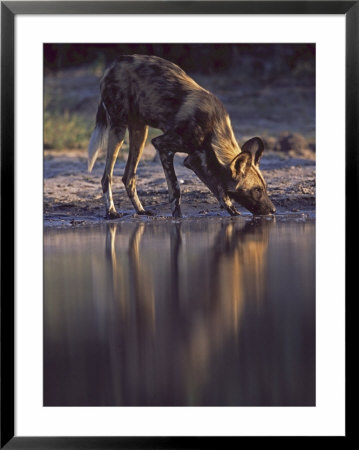 Wild Dog, Drinking From Waterhole, Botswana by Chris And Monique Fallows Pricing Limited Edition Print image