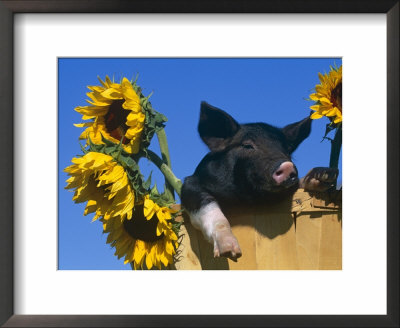 Domestic Piglet In Bucket With Sunflowers, Usa by Lynn M. Stone Pricing Limited Edition Print image