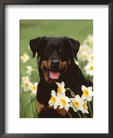 Rottweiler Dog Amongst Daffodils, Usa by Lynn M. Stone Pricing Limited Edition Print image