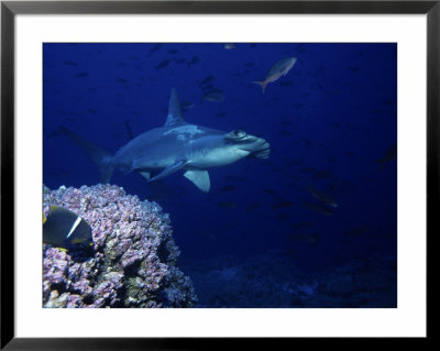 Scalloped Hammerhead Shark, Swimming, Galapagos by Gerard Soury Pricing Limited Edition Print image