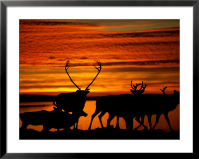 Caribou Are Silhouetted Against A Beautiful Orange Sky by Paul Nicklen Pricing Limited Edition Print image