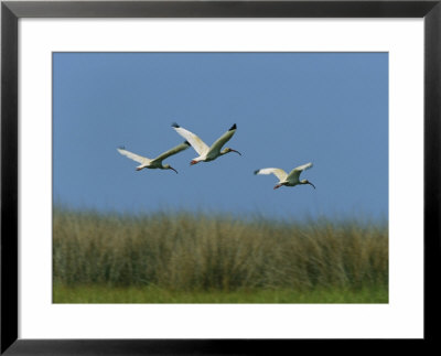 Ibises In Flight by Stephen Alvarez Pricing Limited Edition Print image