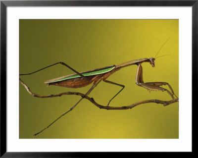 Praying Mantis On Twig, Rochester Hills, Michigan, Usa by Claudia Adams Pricing Limited Edition Print image