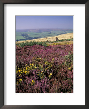 Cosgate Hill, Exmoor, Devon, England by Nik Wheeler Pricing Limited Edition Print image