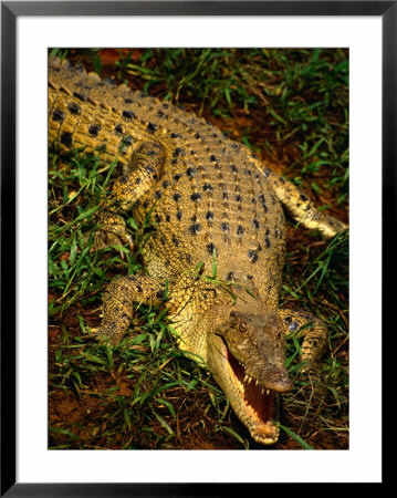 Crocodile, Australia by Chris Mellor Pricing Limited Edition Print image