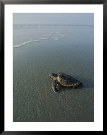 A Newly-Hatched Loggerhead Sea Turtle Heads For The Water by Michael Melford Pricing Limited Edition Print image