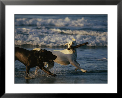 Two Labrador Retrievers Play With A Stick On A Beach by Roy Toft Pricing Limited Edition Print image
