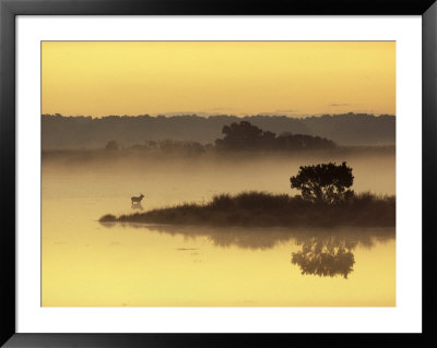 Early Morning Mist Shrouds Black Duck Pond With A Sika Deer by James P. Blair Pricing Limited Edition Print image