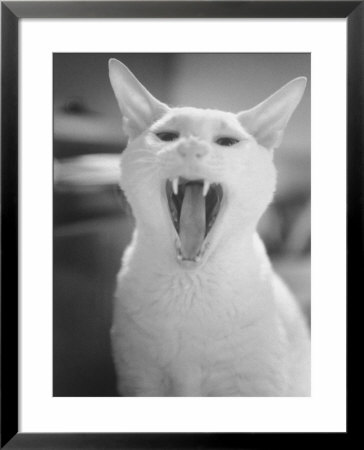 Yawning Cat by Rick Raymond Pricing Limited Edition Print image