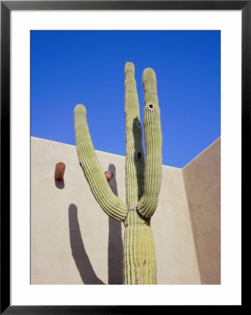 Giant Cactus, Scottsdale, Arizona, Usa. North America by Gavin Hellier Pricing Limited Edition Print image