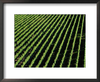 Vineyard, Martinborough, New Zealand by Oliver Strewe Pricing Limited Edition Print image