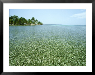 Sea Grass, Belize by William Gray Pricing Limited Edition Print image