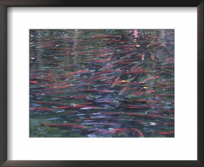 A Large Group Of Red Salmon Swim In The Adams River by Paul Nicklen Pricing Limited Edition Print image